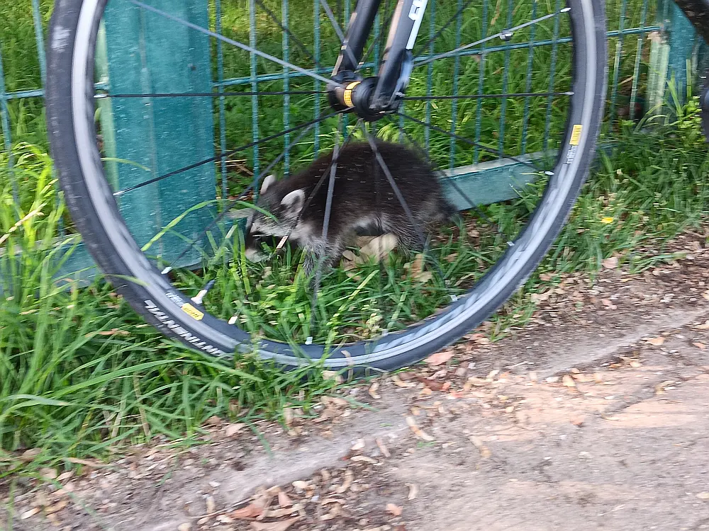 Waschbär